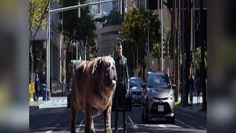Marvel's Inhumans trailer: Lockjaw, a giant bulldog, is star attraction of this TV series