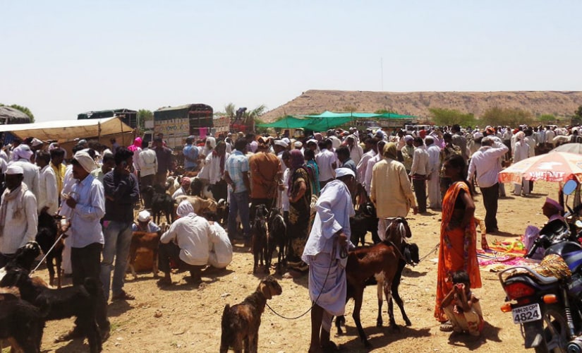 Cattle market in Marathwada. Photo courtesy: Parth MN