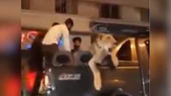 Pakistani businessman Saqlain Javed arrested for driving pet lioness through streets of Karachi