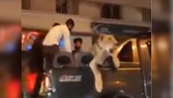 Pakistani businessman Saqlain Javed arrested for driving pet lioness through streets of Karachi