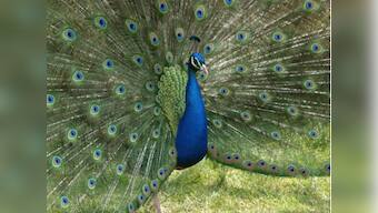Peacock crashes California liquor store, destroys $500 worth of booze