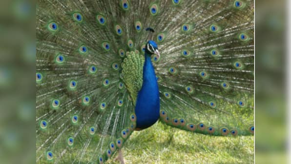 Peacock crashes California liquor store, destroys $500 worth of booze