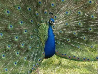 Peacock crashes California liquor store, destroys $500 worth of booze