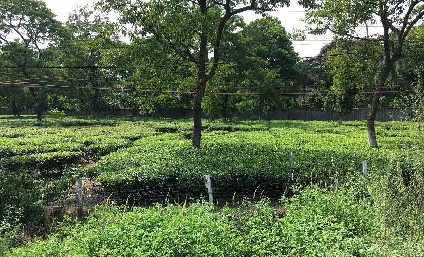 Abandoned tea plantations in Darjeeling. Image procured by author