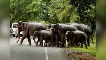 Assam floods: NGT slams govt for death for Kaziranga animals, asks to ensure their safety on highways