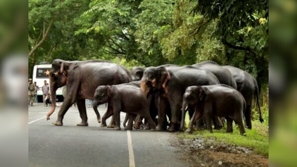 Assam floods: NGT slams govt for death for Kaziranga animals, asks to ensure their safety on highways