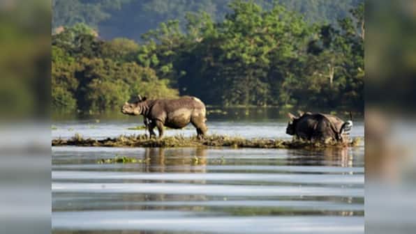 Assam floods: 92 animals, including 7 rhinos, drown in deluge in Kaziranga National Park