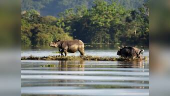 Assam floods: Over 200 animals died in Kaziranga National Park since 10 August, reveals govt report