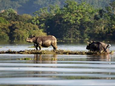Assam: Kaziranga National Park to reopen for tourists from 2 October Assam: Kaziranga National Park to reopen for tourists from 2 October