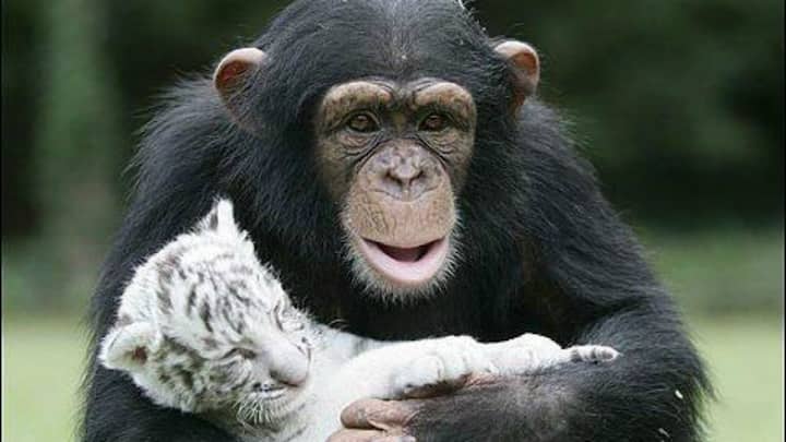 Chimpanzee escapes from Kolkata's Alipore zoo; visitors raise question about negligence