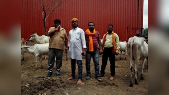 Cow smugglers kill half-a-dozen stray cattle, fire shots in Uttar Pradesh's Badaun district