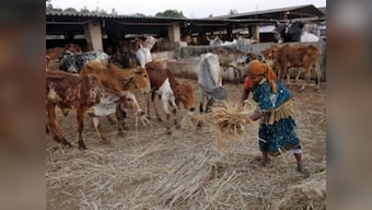 RSS affiliate Muslim Rashtriya Manch pledges not to slaughter cows on Eid-ul Azha