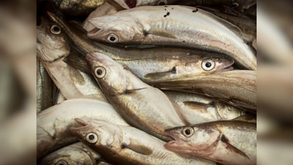 Brexit-bound UK to withdraw from fishing pact; will restrict EU access to British coastal waters