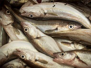 Brexit-bound UK to withdraw from fishing pact; will restrict EU access to British coastal waters