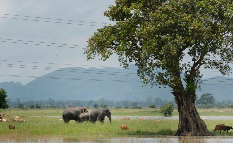 Elephants of the inundated Pobitora Wildlife Sanctuary graze at Khola Bhuyan village in Guwahati on Thursday. PTI Elephants of the inundated Pobitora Wildlife Sanctuary graze at Khola Bhuyan village in Guwahati on Thursday. PTI