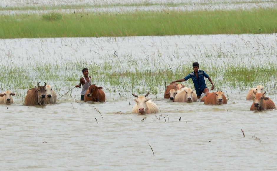 Boys and cattle wade through flood waters at a village in Morigaon district of Assam. PTI Boys and cattle wade through flood waters at a village in Morigaon district of Assam. PTI