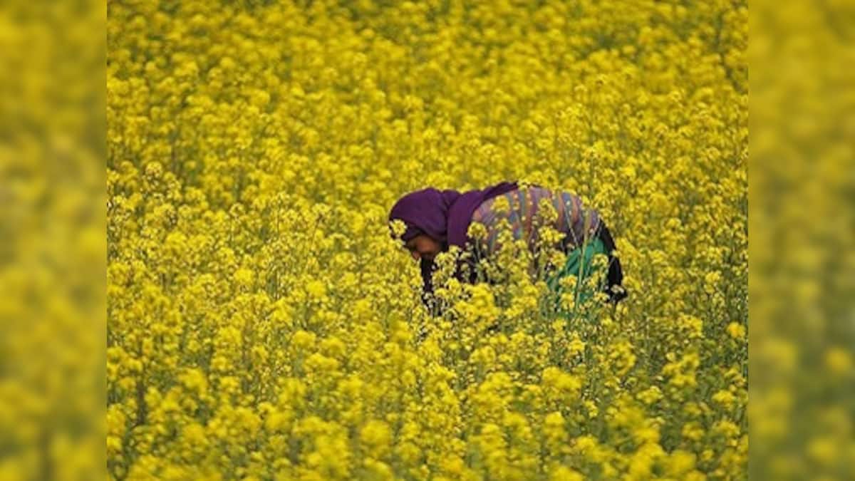 GM mustard row: SC says 30 days time should be given for raising ...