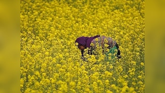 As Modi govt ponders GM mustard crop rollout, scientists warn India could lose her agricultural independence