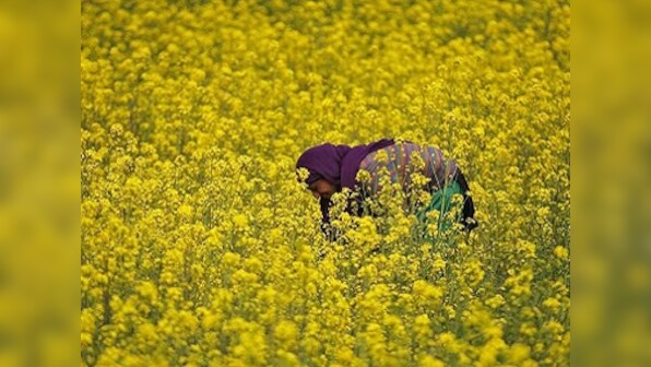As Modi govt ponders GM mustard crop rollout, scientists warn India could lose her agricultural independence