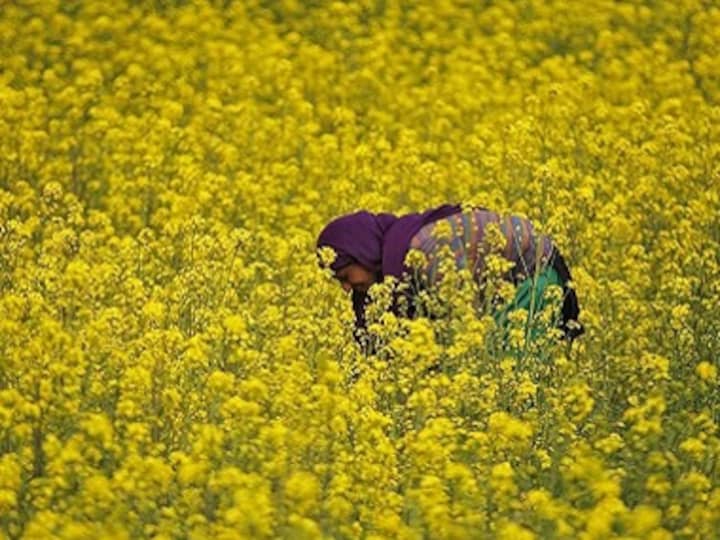 As Modi govt ponders GM mustard crop rollout, scientists warn India could lose her agricultural independence