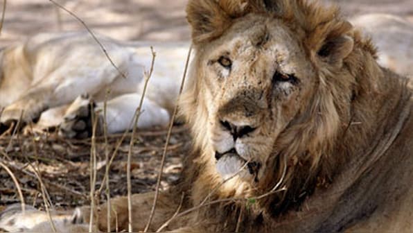 Gujarat woman delivers in ambulance surrounded by pride of lions in Gir forest; mother, baby fine