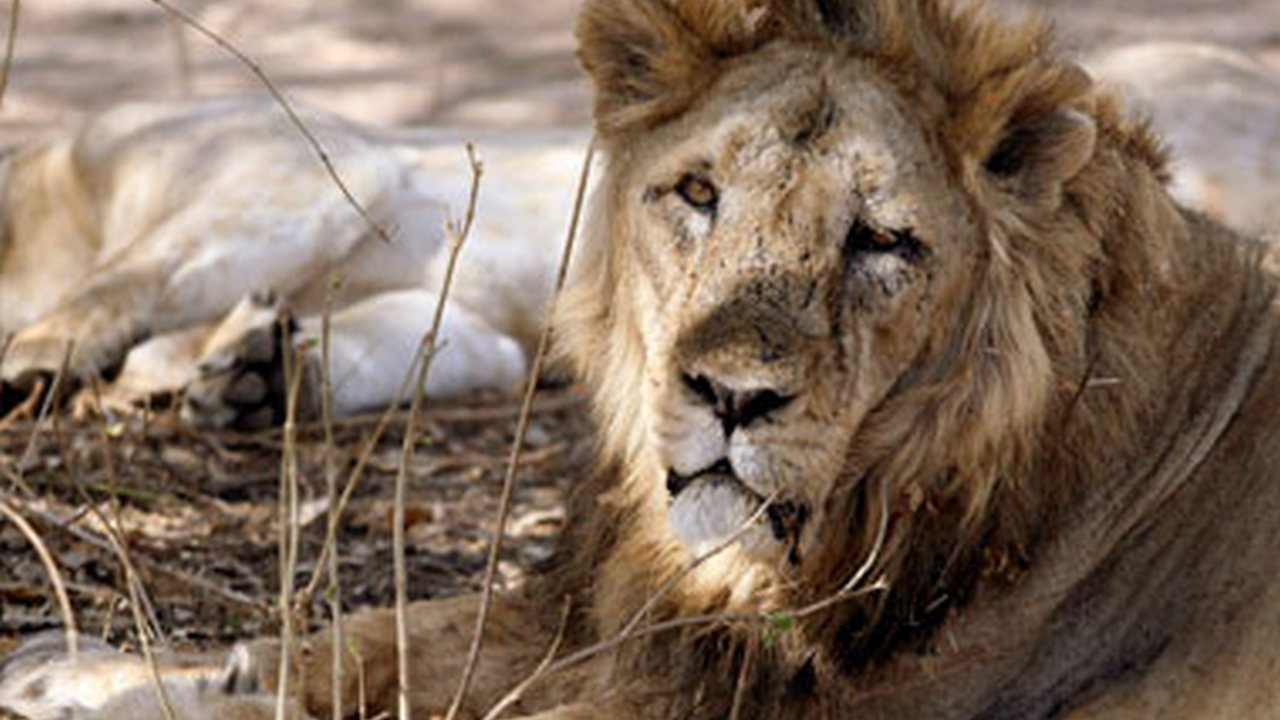 Gujarat woman delivers in ambulance surrounded by pride of lions in Gir forest; mother, baby fine Gujarat woman delivers in ambulance surrounded by pride of lions in Gir forest; mother, baby fine