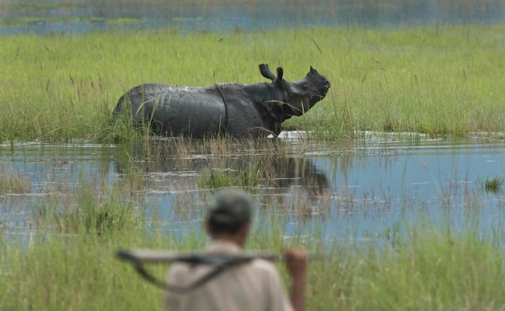 Assam floods make Kaziranga animals vulnerable to poachers; govt steps up measures Assam floods make Kaziranga animals vulnerable to poachers; govt steps up measures