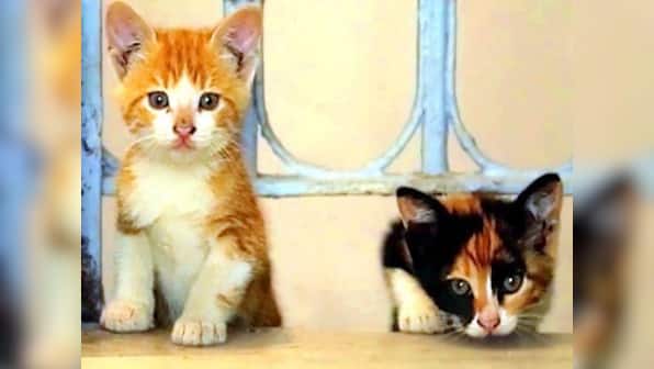 Kedi review: Ceyda Torun’s terrific documentary is a moving ode to the cats of Istanbul