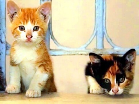 Kedi review: Ceyda Torun’s terrific documentary is a moving ode to the cats of Istanbul Kedi review: Ceyda Torun’s terrific documentary is a moving ode to the cats of Istanbul
