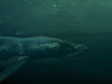 Michael Phelps meets his match: Most decorated Olympian loses race against great white shark