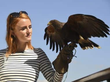 Rufus the Harris hawk is held by handler Imogen Davies as she is interviewed by the media at The All England Lawn Tennis Club in Wimbledon, southwest London, on July 5, 2017 on the third day of the 2017 Wimbledon Championships. Rufus the Hawk is used at the All England Club to keep pigeons away from the venue.  / AFP PHOTO / Justin TALLIS / RESTRICTED TO EDITORIAL USE