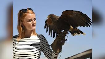 Wimbledon 2017: Rufus the Hawk continues to ward off local pigeons from All England Club