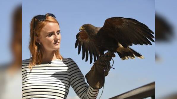 Wimbledon 2017: Rufus the Hawk continues to ward off local pigeons from All England Club