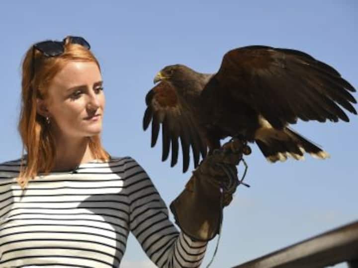 Wimbledon 2017: Rufus the Hawk continues to ward off local pigeons from All England Club