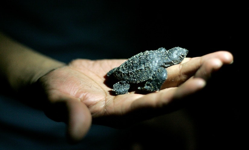 The turtle is the world's oldest inhabitant and a vast repository of evolutionary experience and wisdom. Reuters