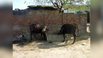 22-year-old Delhi man thrashed over suspicion of trying to steal buffaloes