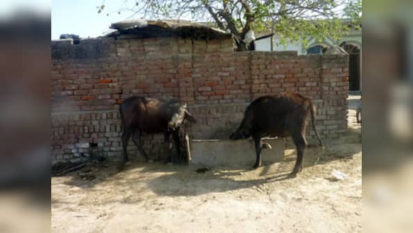 22-year-old Delhi man thrashed over suspicion of trying to steal buffaloes