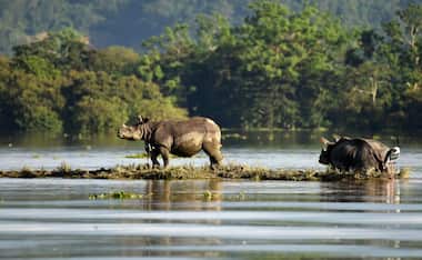 Assam floods: Death toll reaches 60; 12 lakh people, thousands of animals affected