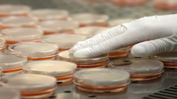 Contrary to current understanding, bacteria too can become extinct: Study