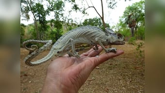 From guitarfish with no lids to a squid with orange-sized lenses, the animal kingdom's eyes are proof of nature's creativity