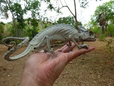 From guitarfish with no lids to a squid with orange-sized lenses, the animal kingdom's eyes are proof of nature's creativity From guitarfish with no lids to a squid with orange-sized lenses, the animal kingdom's eyes are proof of nature's creativity