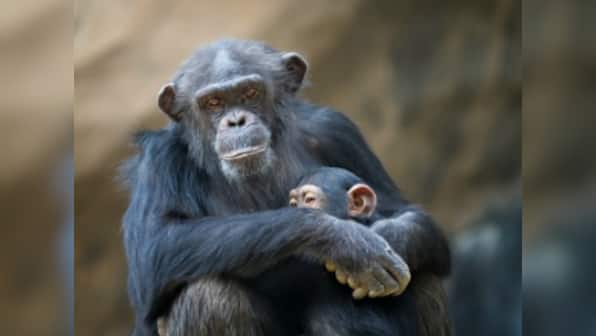 Delhi zoo plans grand bash for oldest inmate as chimpanzee Rita turns 56