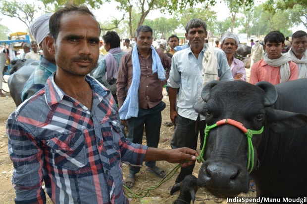 Brajal Kumar Dwivedi of Jaisinghpura village in Kannauj district of central Uttar Pradesh wanted to sell a mother-calf buffalo pair for Rs 90,000, but he did not get offers beyond Rs 70,000. He bought the buffalo last year for Rs 80,000, fed it, had it impregnated but cannot get the right price, as demand falls. Engaged to be married, Dwivedi hoped to raise money for his wedding. He has now decided to wait for a few weeks, hoping that prices stabilise.
