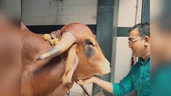 101 Oddly in India: Doctor behind 'Cowpathy' brand makes skincare products from cow dung, urine