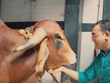 101 Oddly in India: Doctor behind 'Cowpathy' brand makes skincare products from cow dung, urine