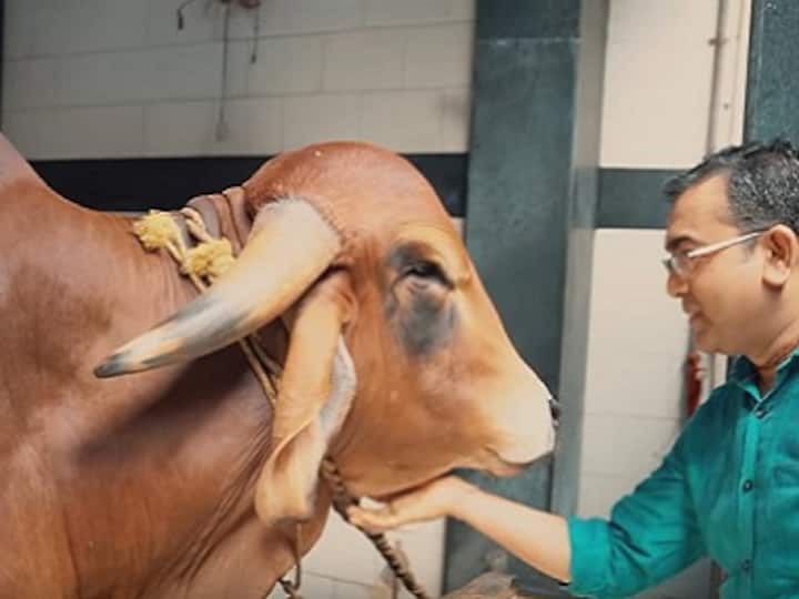 101 Oddly in India: Doctor behind 'Cowpathy' brand makes skincare products from cow dung, urine