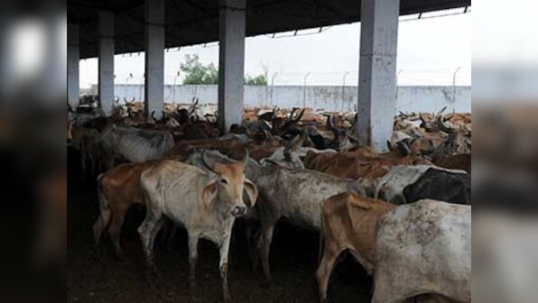Gujarat: Mob of 100 attacks police for rescuing cows marked for slaughter in Godhra