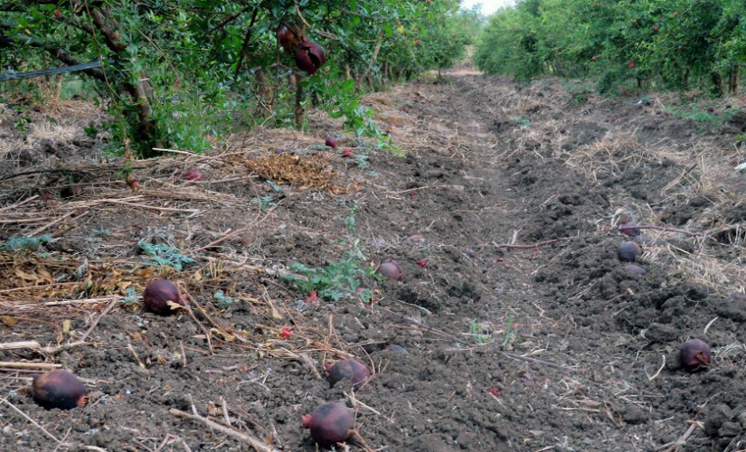 Farmers cannot afford to brood over their huge losses; the agricultural cycle must continue and they must try their luck again. Photo courtesy: Parth MN