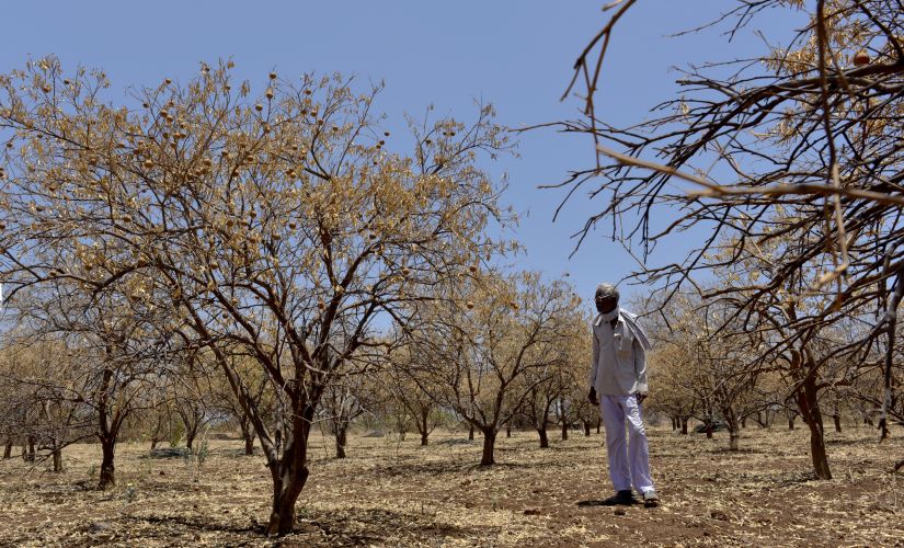 To tend to old and unproductive bovines and arrange fodder and water for them is impractical for small and marginal farmers of dry Marathwada. Getty Images