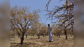 Ban on sale of cattle for slaughter: Complicated process, lack of clarity makes Marathwada's farmers dread the new law